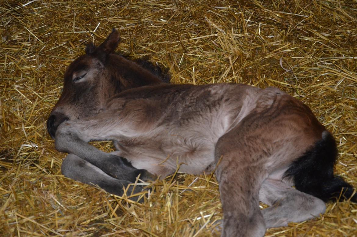 Dartmoor Innis Lille Hvirvel billede 5