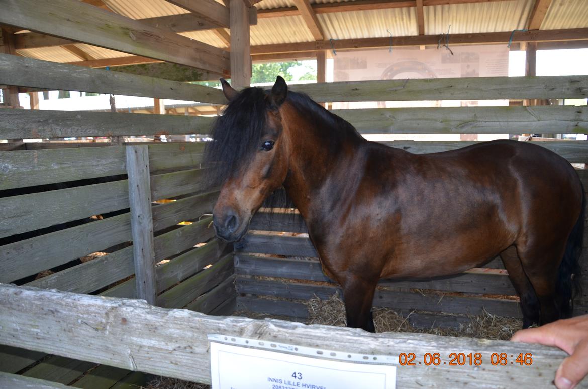 Dartmoor Innis Lille Hvirvel billede 14