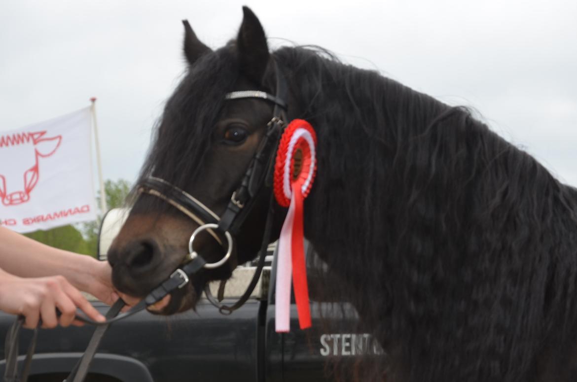 Dartmoor Edals waltzing matilda billede 10