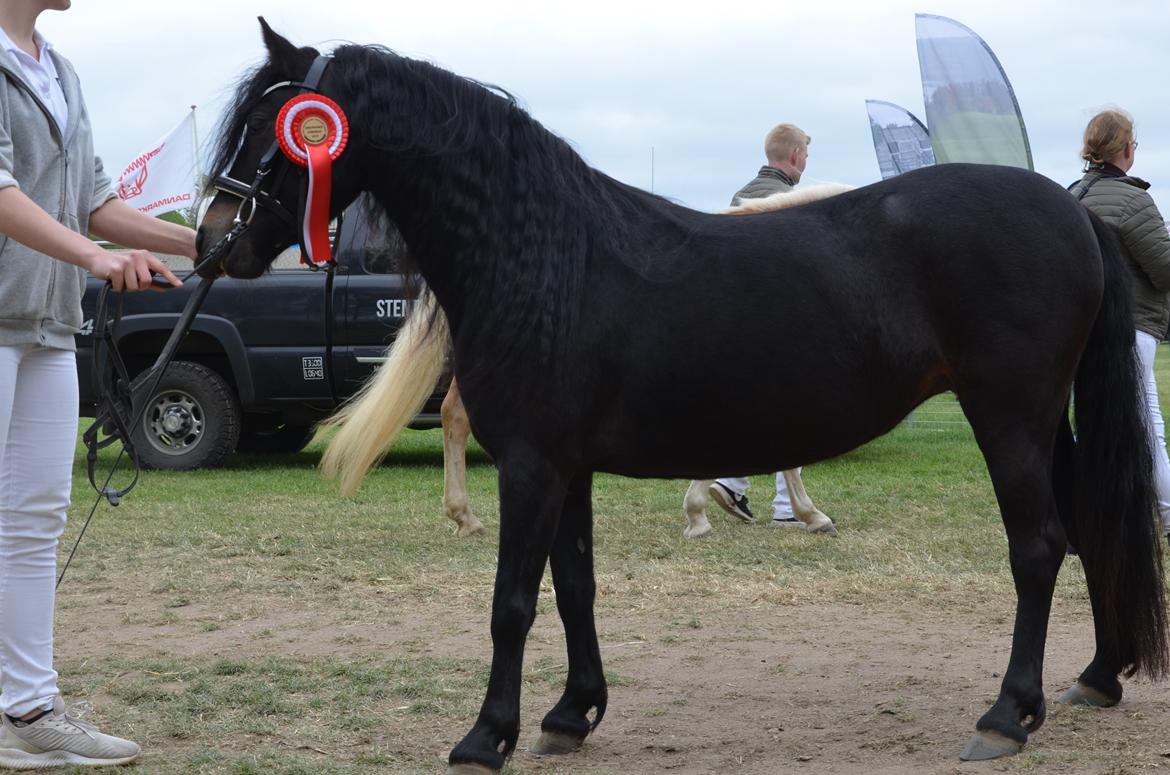 Dartmoor Edals waltzing matilda billede 11