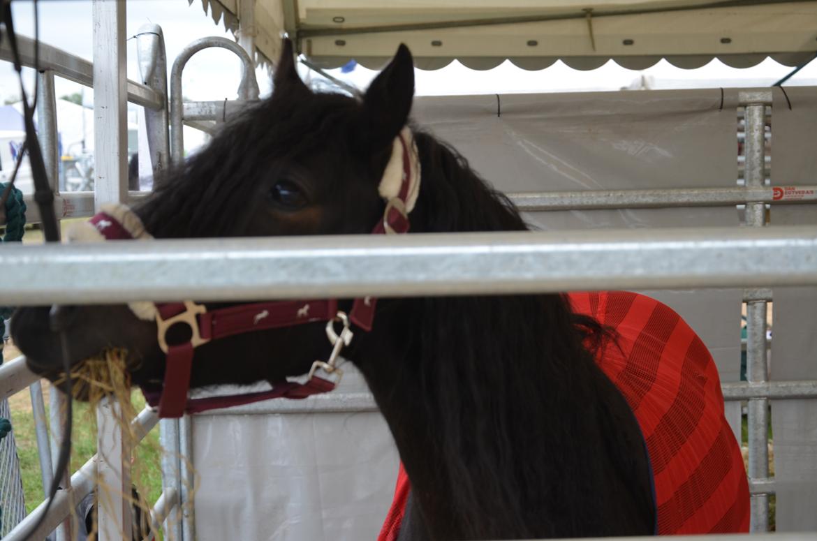 Dartmoor Edals waltzing matilda billede 12