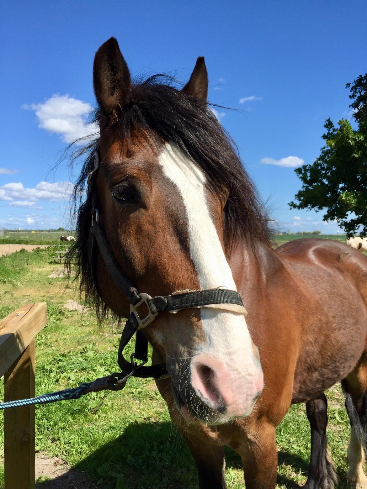 Koldblodstraver Ludde S.R. (Himmelhest) billede 1