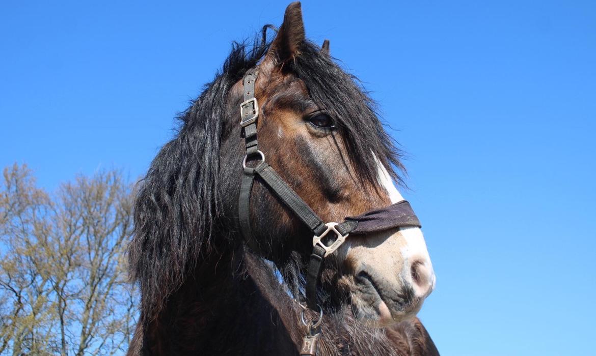 Koldblodstraver Ludde S.R. (Himmelhest) billede 2