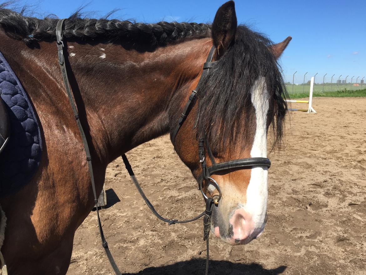 Koldblodstraver Ludde S.R. (Himmelhest) billede 4