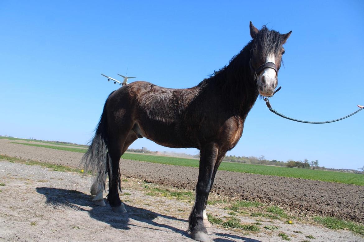 Koldblodstraver Ludde S.R. (Himmelhest) billede 5