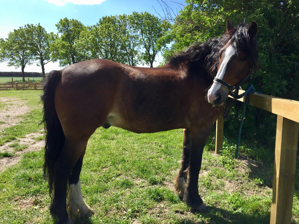 Koldblodstraver Ludde S.R. (Himmelhest) billede 6