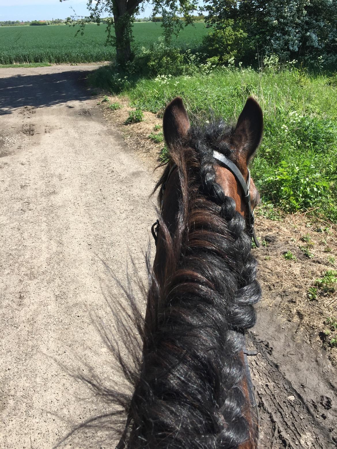 Koldblodstraver Ludde S.R. (Himmelhest) billede 7