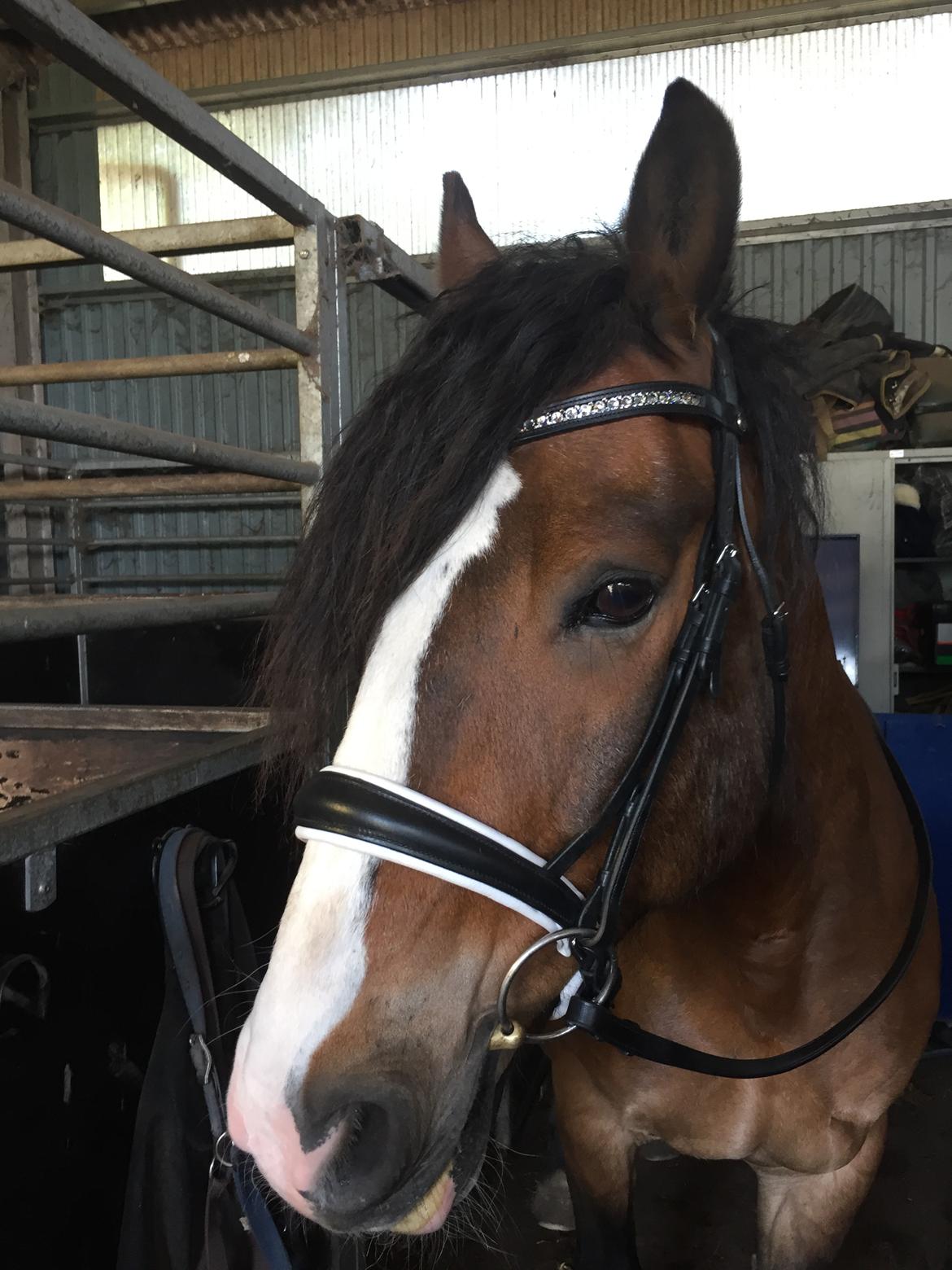 Koldblodstraver Ludde S.R. (Himmelhest) billede 8