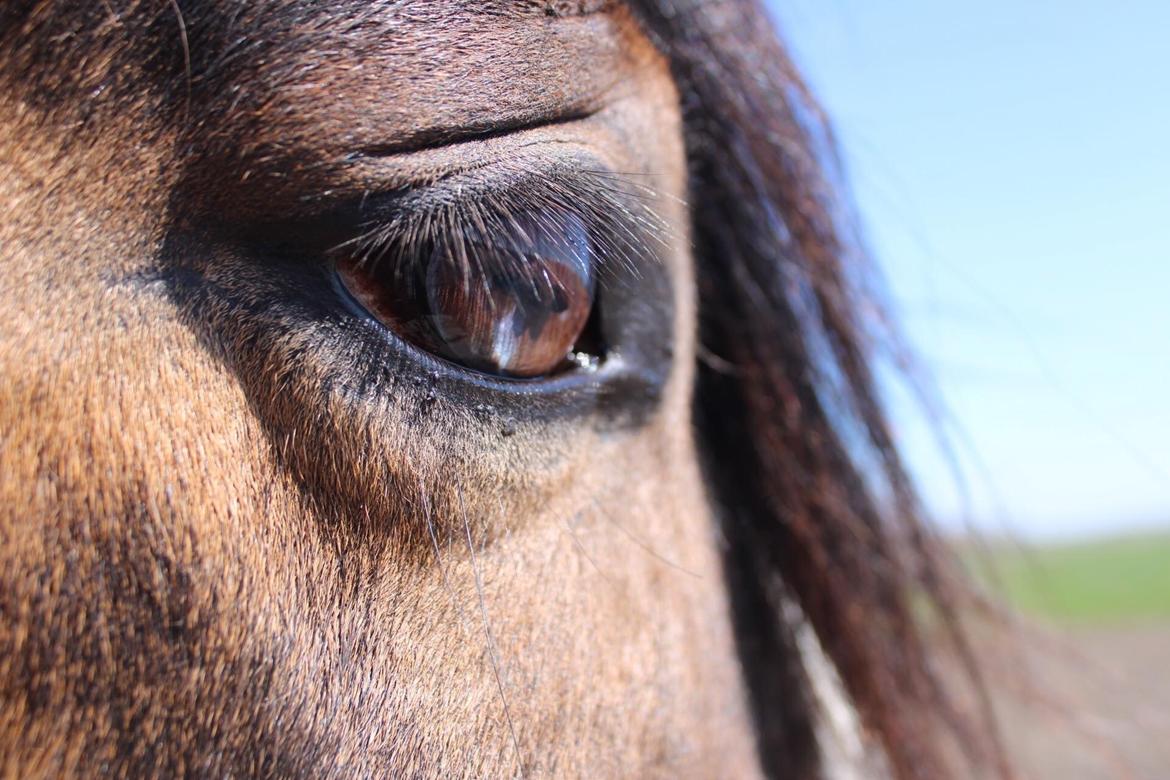 Koldblodstraver Ludde S.R. (Himmelhest) billede 3