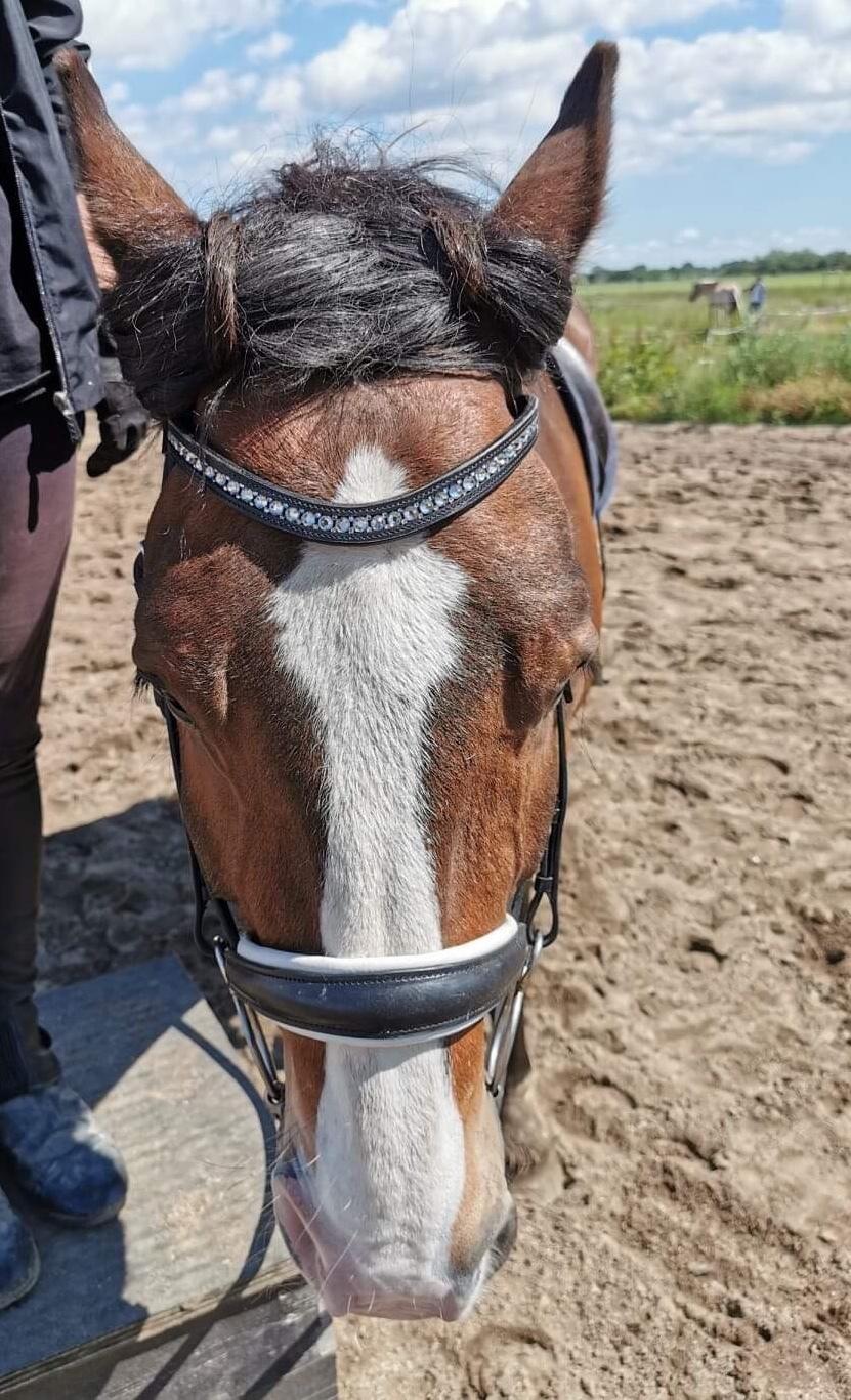 Koldblodstraver Ludde S.R. (Himmelhest) billede 10