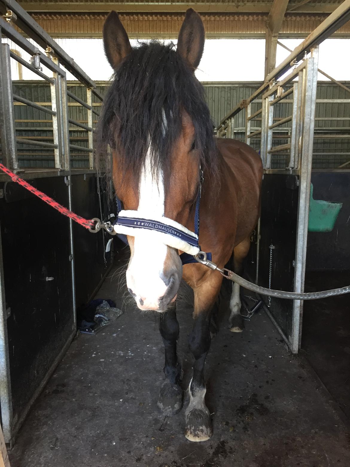 Koldblodstraver Ludde S.R. (Himmelhest) billede 9