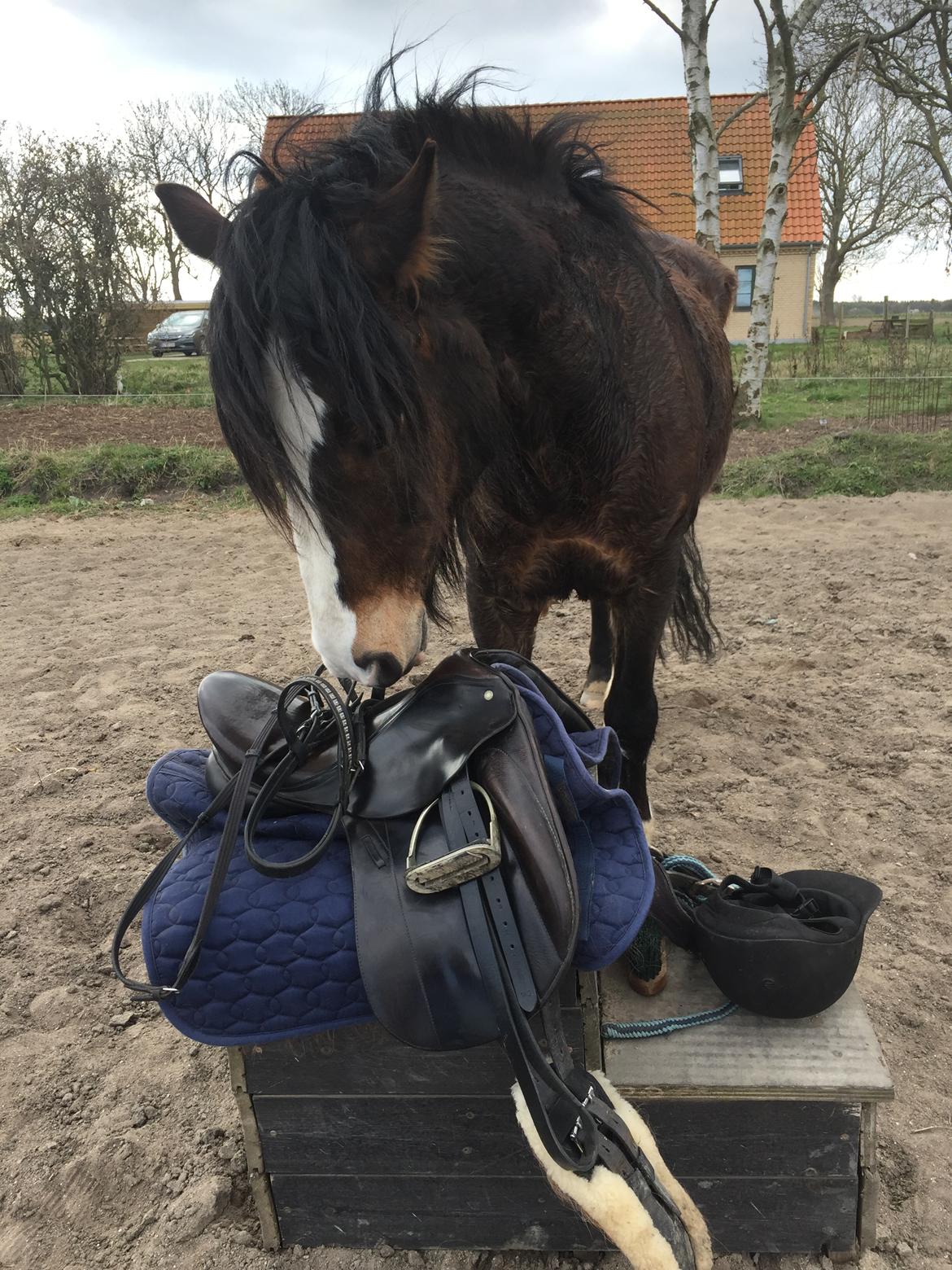 Koldblodstraver Ludde S.R. (Himmelhest) billede 11