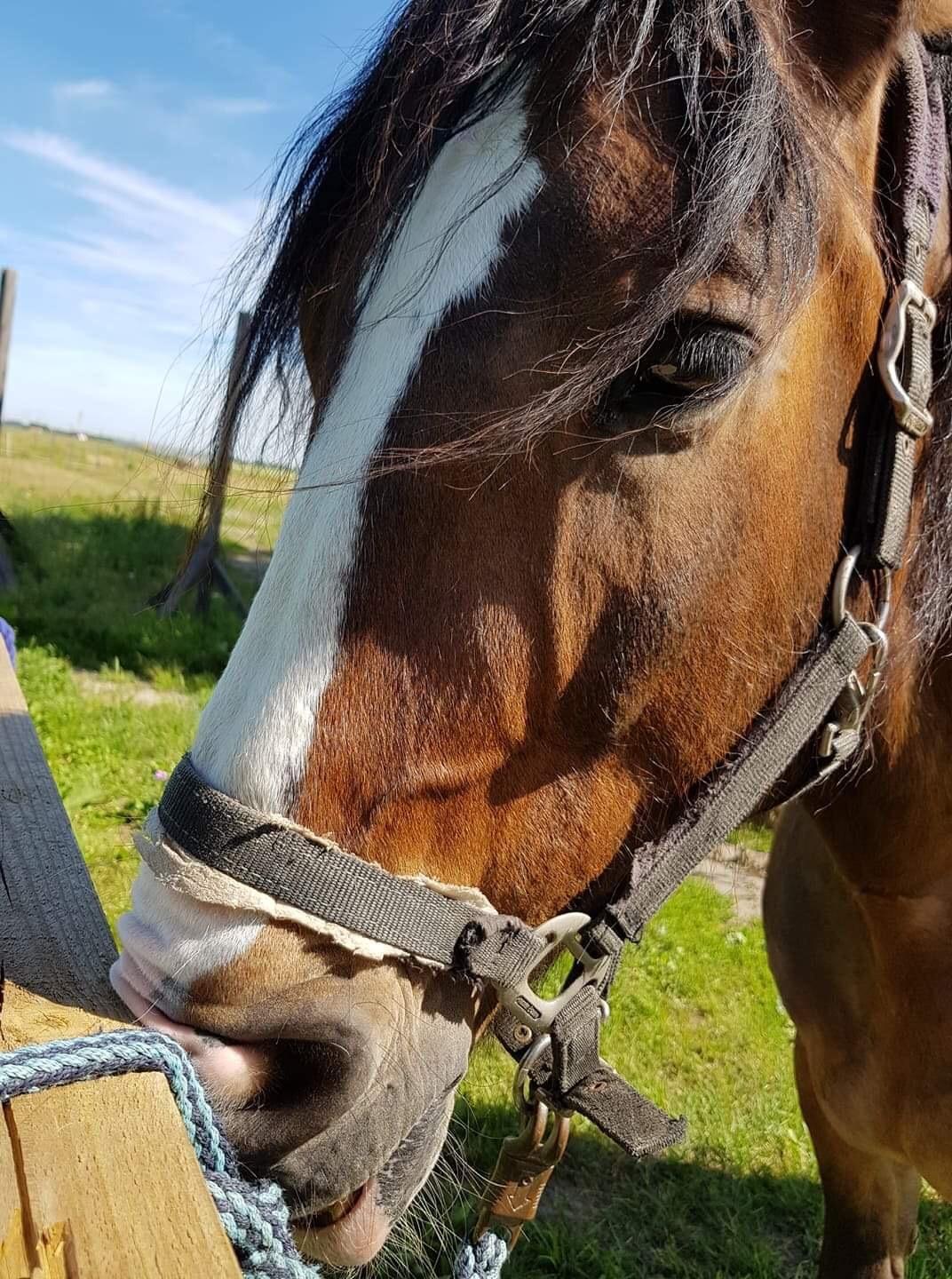 Koldblodstraver Ludde S.R. (Himmelhest) billede 12