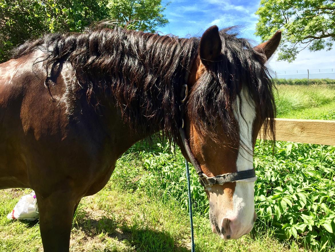 Koldblodstraver Ludde S.R. (Himmelhest) billede 13