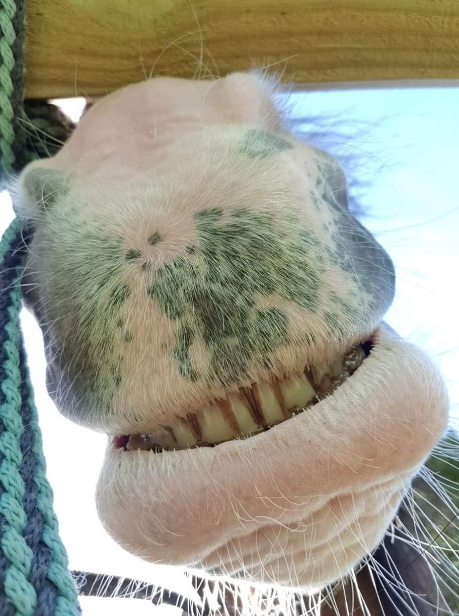 Koldblodstraver Ludde S.R. (Himmelhest) billede 15