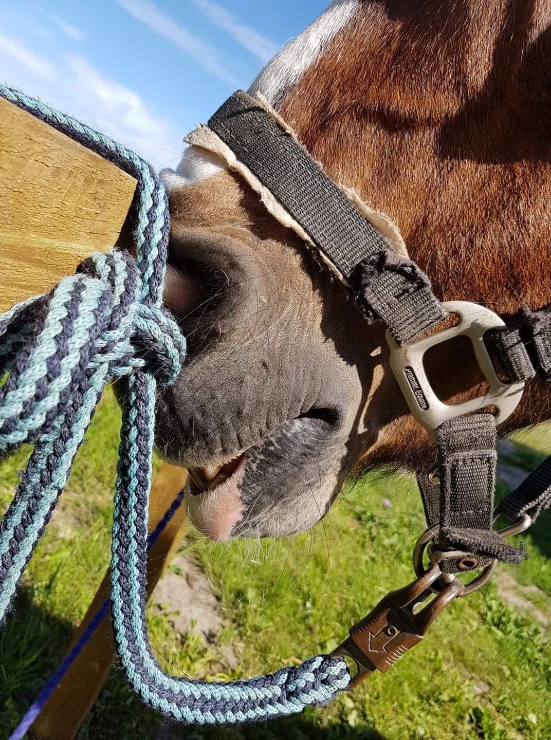 Koldblodstraver Ludde S.R. (Himmelhest) billede 14