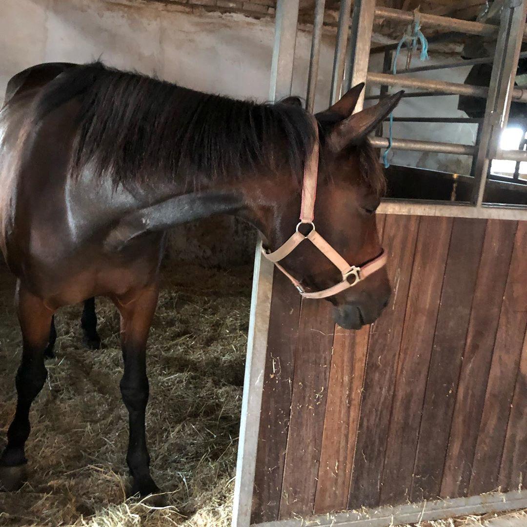 Traver Mekira billede 11