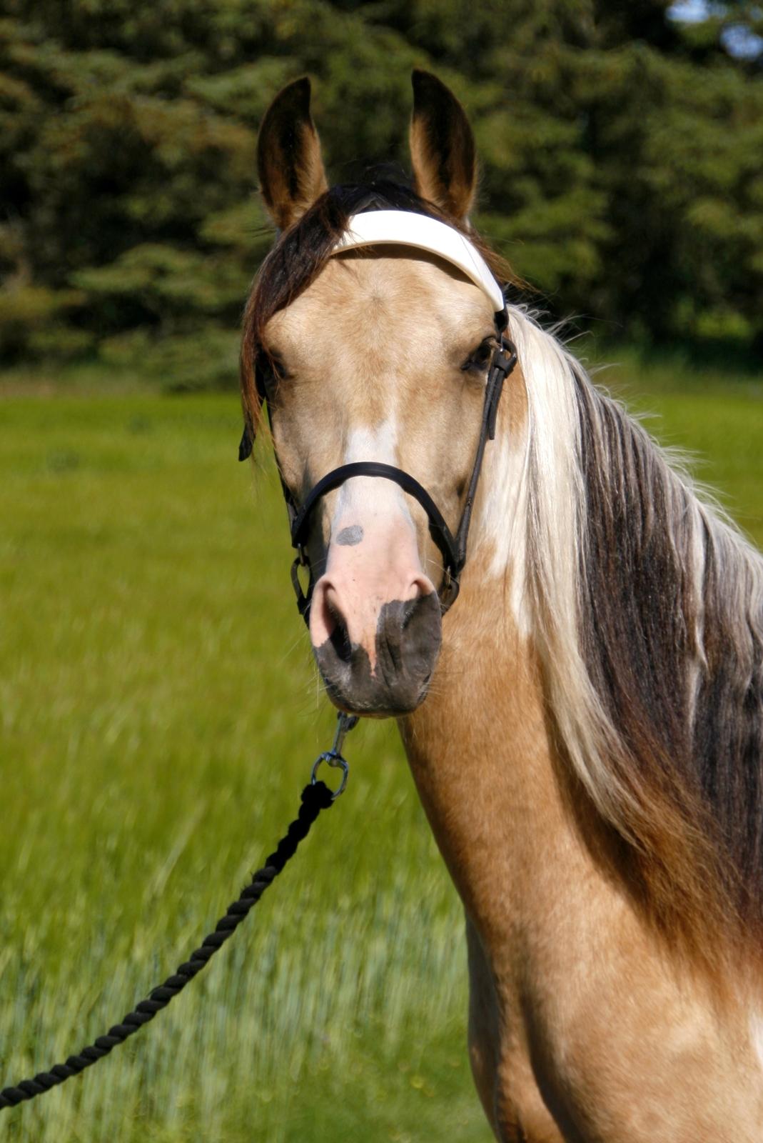 Tennessee Walker | Pride'n'Justice - 2 år gammel billede 13