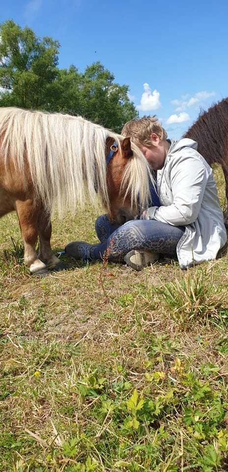 Shetlænder I Birk billede 3