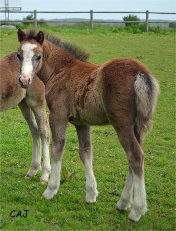 Welsh Mountain (sec A) Gribsvads pinka billede 6