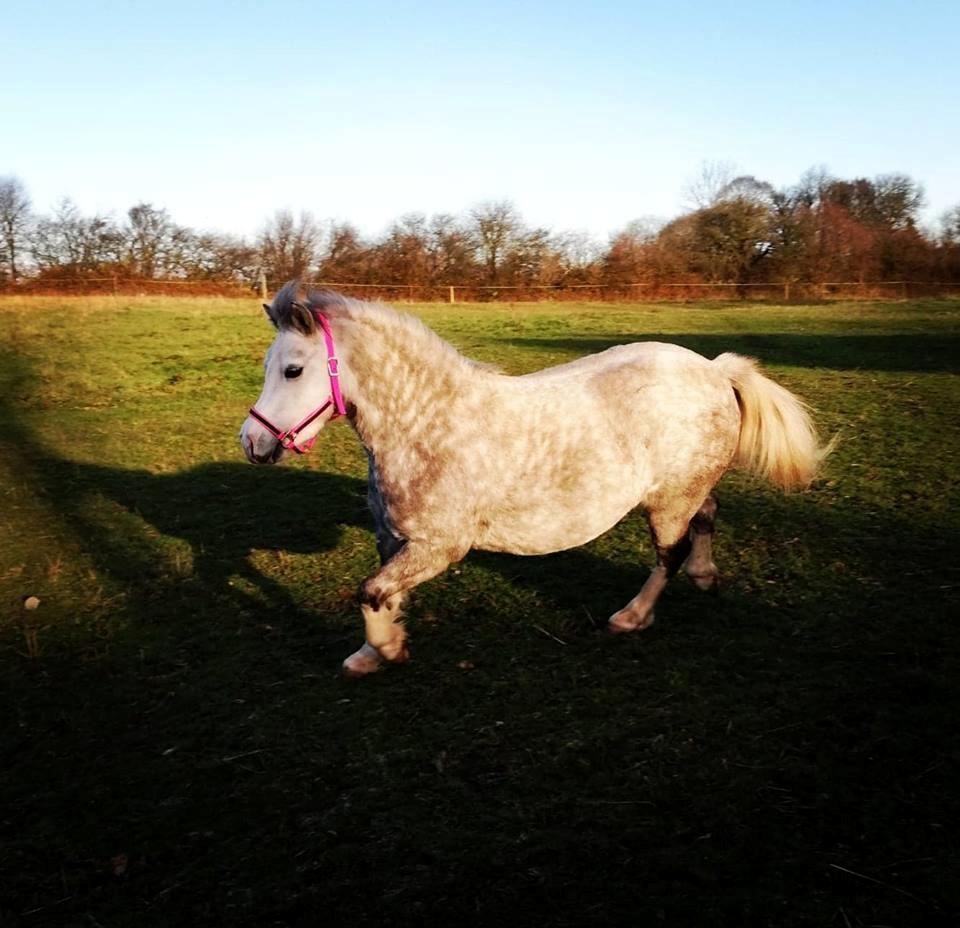 Welsh Mountain (sec A) Gribsvads pinka billede 4