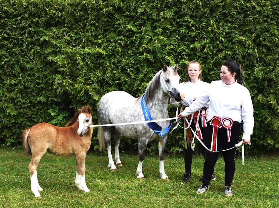 Welsh Mountain (sec A) Gribsvads pinka billede 1