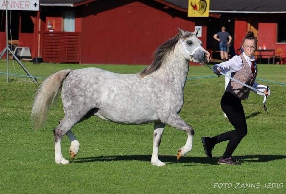 Welsh Mountain (sec A) Gribsvads pinka billede 2