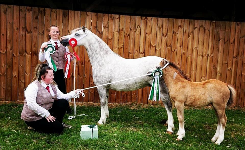 Welsh Mountain (sec A) Gribsvads pinka billede 3