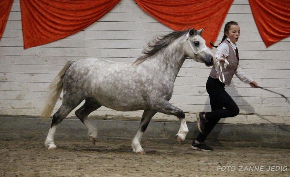 Welsh Mountain (sec A) Gribsvads pinka billede 5