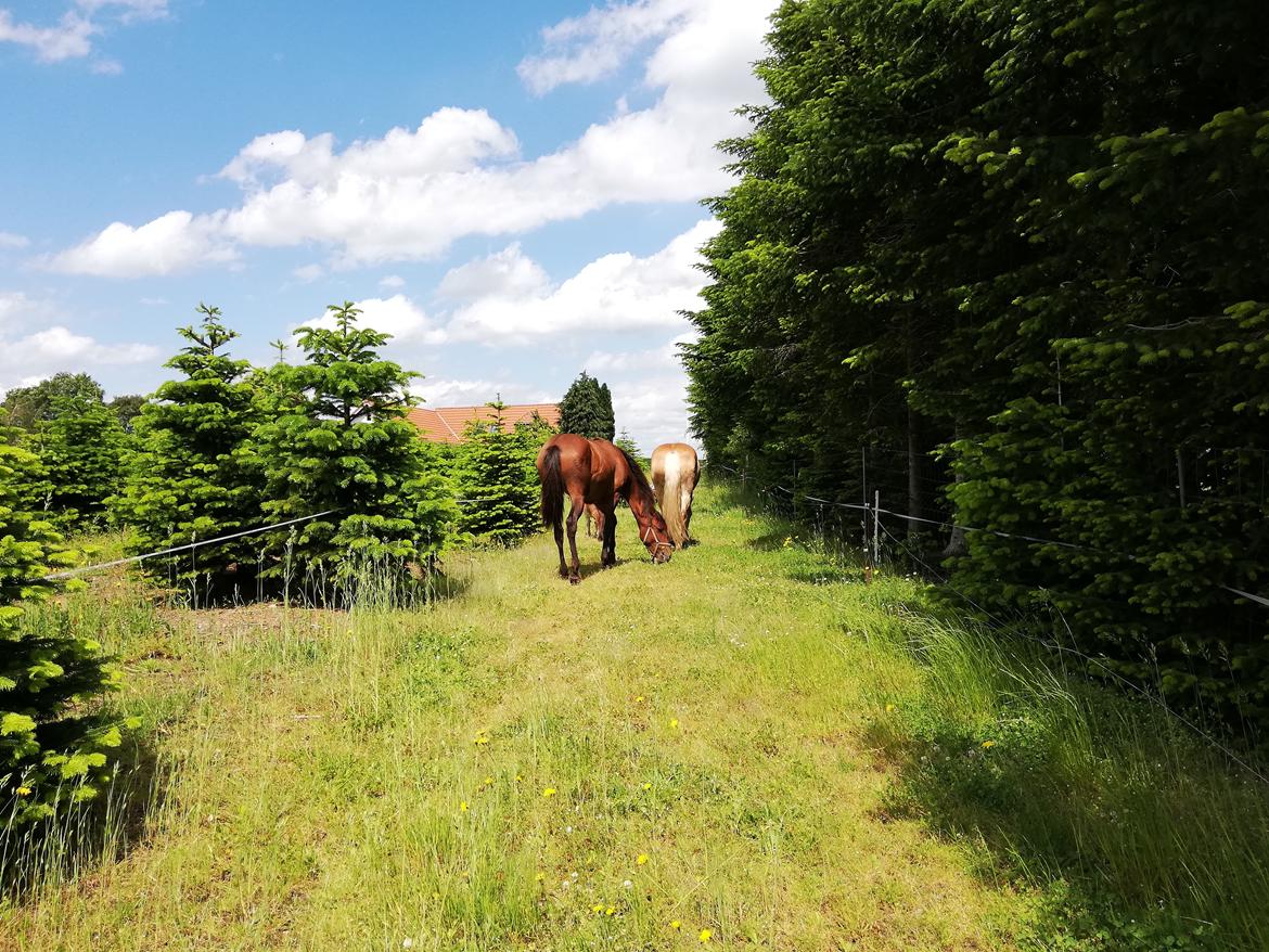 Pura Raza Española Perla billede 2