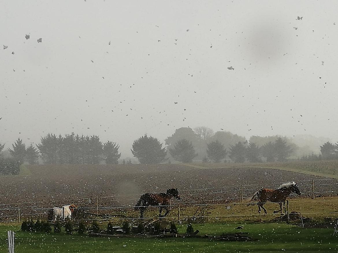 Pura Raza Española Perla billede 16