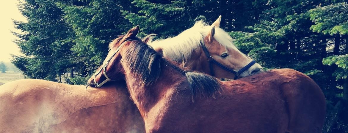 Pura Raza Española Perla billede 5