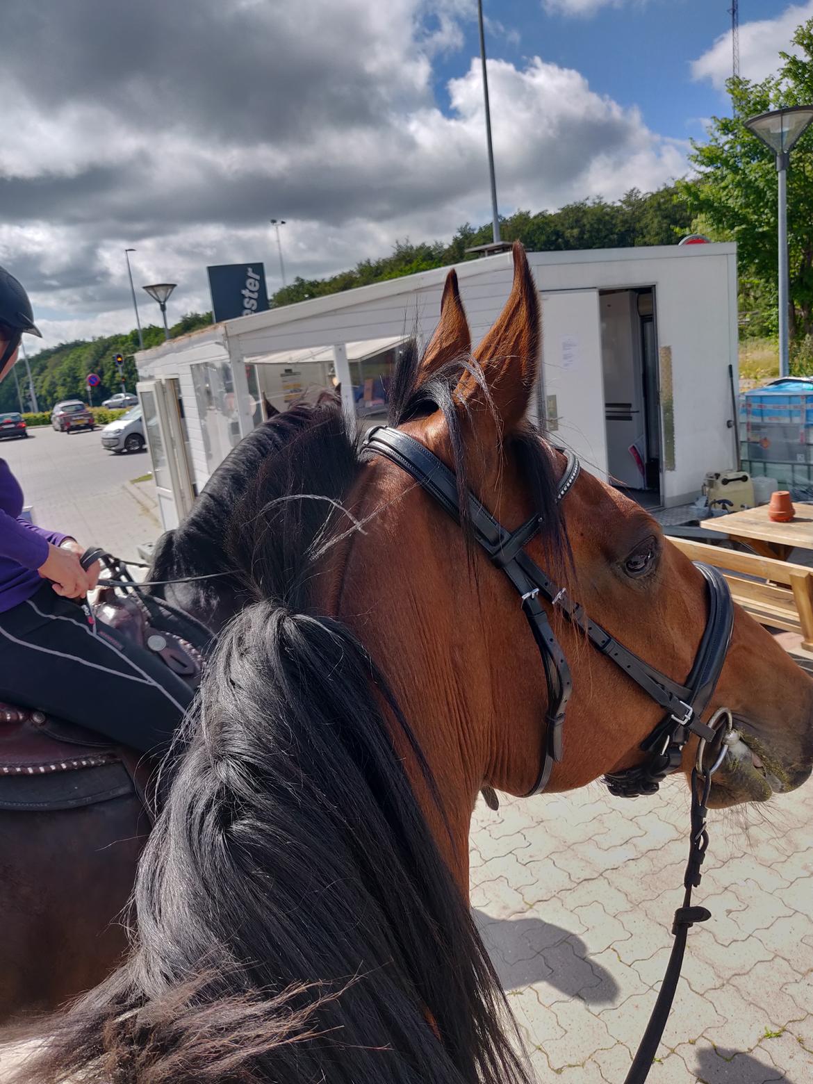 Traver Dario Mykla billede 3