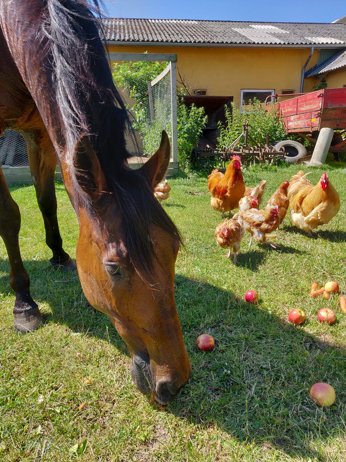 Traver Dario Mykla billede 5