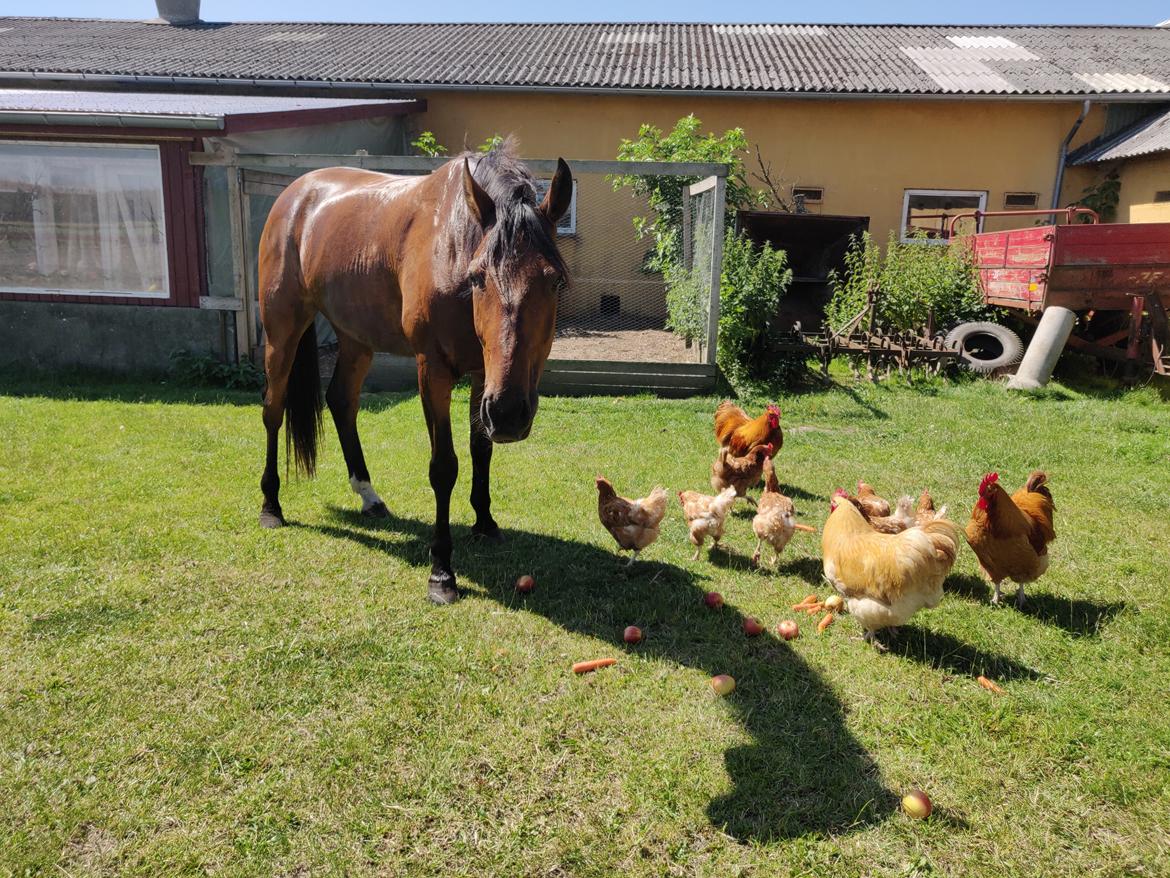 Traver Dario Mykla billede 6