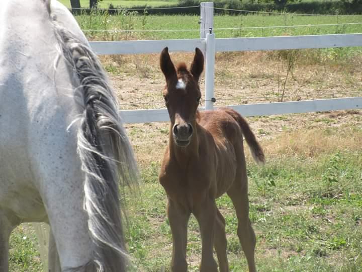 Arabisk fuldblod (OX) Shanzy bint sharifa ox *SOLGT* billede 37