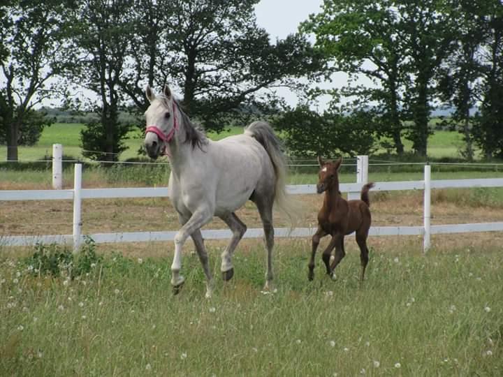 Arabisk fuldblod (OX) Shanzy bint sharifa ox *SOLGT* billede 38