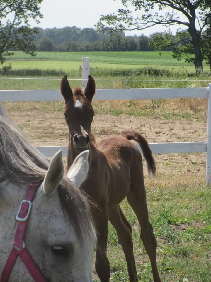 Arabisk fuldblod (OX) Shanzy bint sharifa ox *SOLGT* billede 39