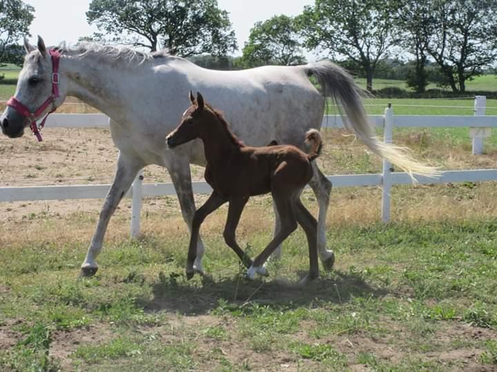 Arabisk fuldblod (OX) Shanzy bint sharifa ox *SOLGT* billede 42