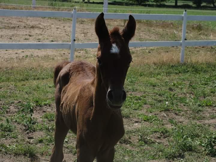Arabisk fuldblod (OX) Shanzy bint sharifa ox *SOLGT* billede 40
