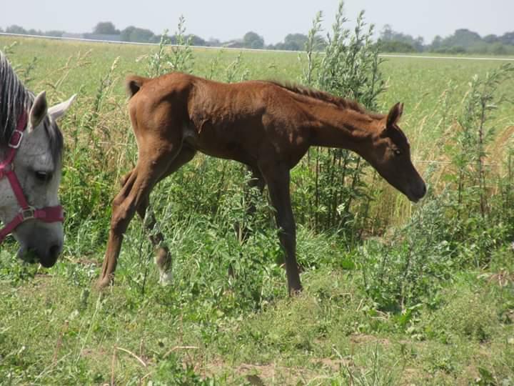 Arabisk fuldblod (OX) Shanzy bint sharifa ox *SOLGT* billede 41