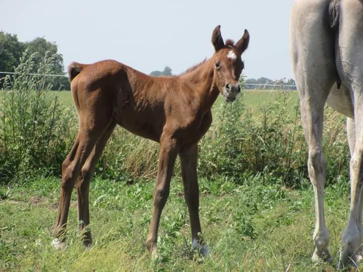 Arabisk fuldblod (OX) Shanzy bint sharifa ox *SOLGT* billede 44