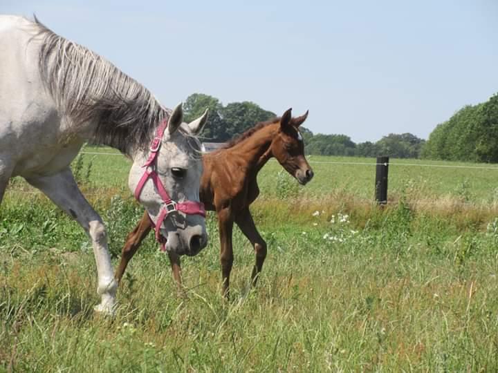 Arabisk fuldblod (OX) Shanzy bint sharifa ox *SOLGT* billede 43