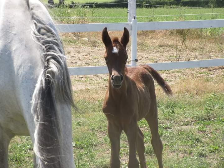 Arabisk fuldblod (OX) Shanzy bint sharifa ox *SOLGT* billede 45
