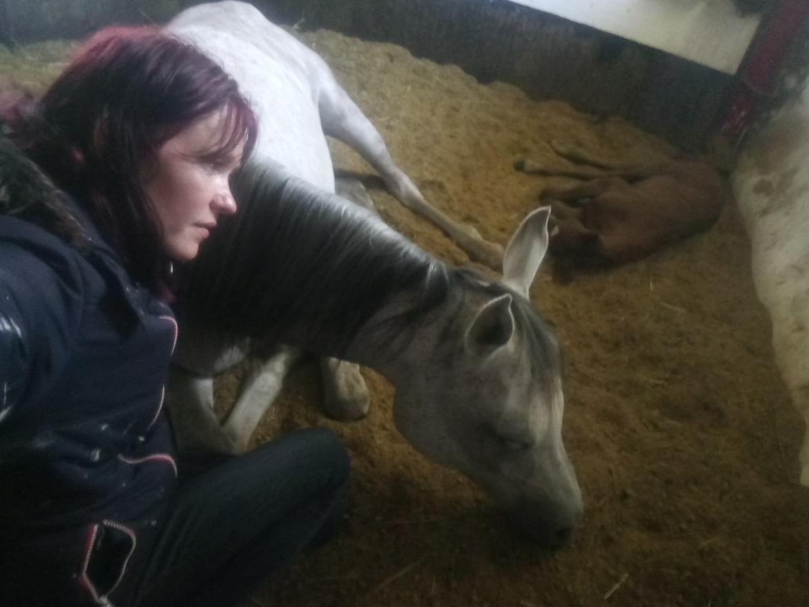 Arabisk fuldblod (OX) Shanzy bint sharifa ox *SOLGT* billede 46