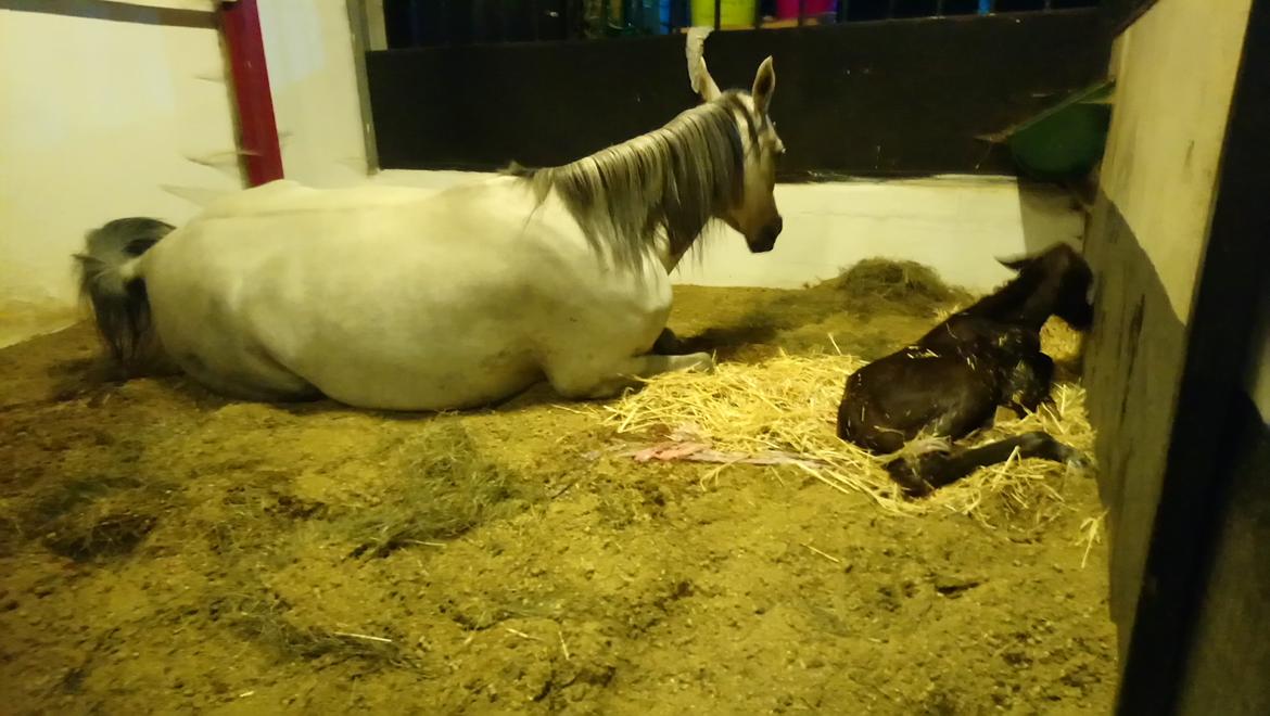 Arabisk fuldblod (OX) Shanzy bint sharifa ox *SOLGT* billede 49