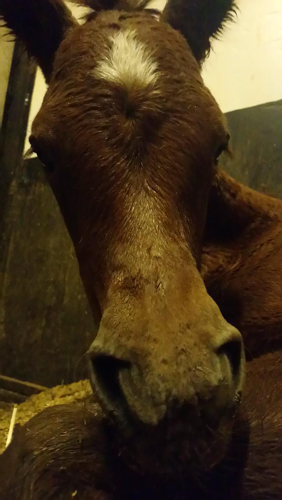 Arabisk fuldblod (OX) Shanzy bint sharifa ox *SOLGT* billede 47