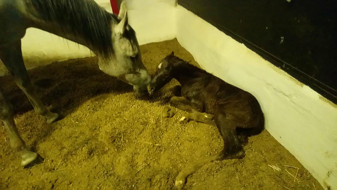 Arabisk fuldblod (OX) Shanzy bint sharifa ox *SOLGT* billede 48