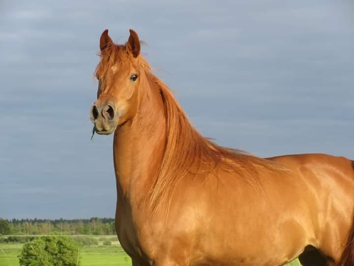 Arabisk fuldblod (OX) Emira bint Gharib ox *SOLGT* billede 2