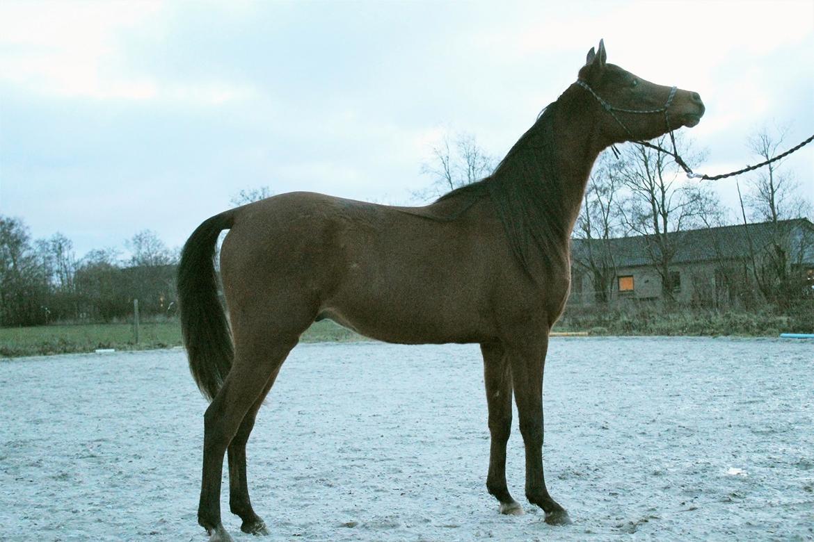 Arabisk fuldblod (OX) Fe rashid ox billede 2